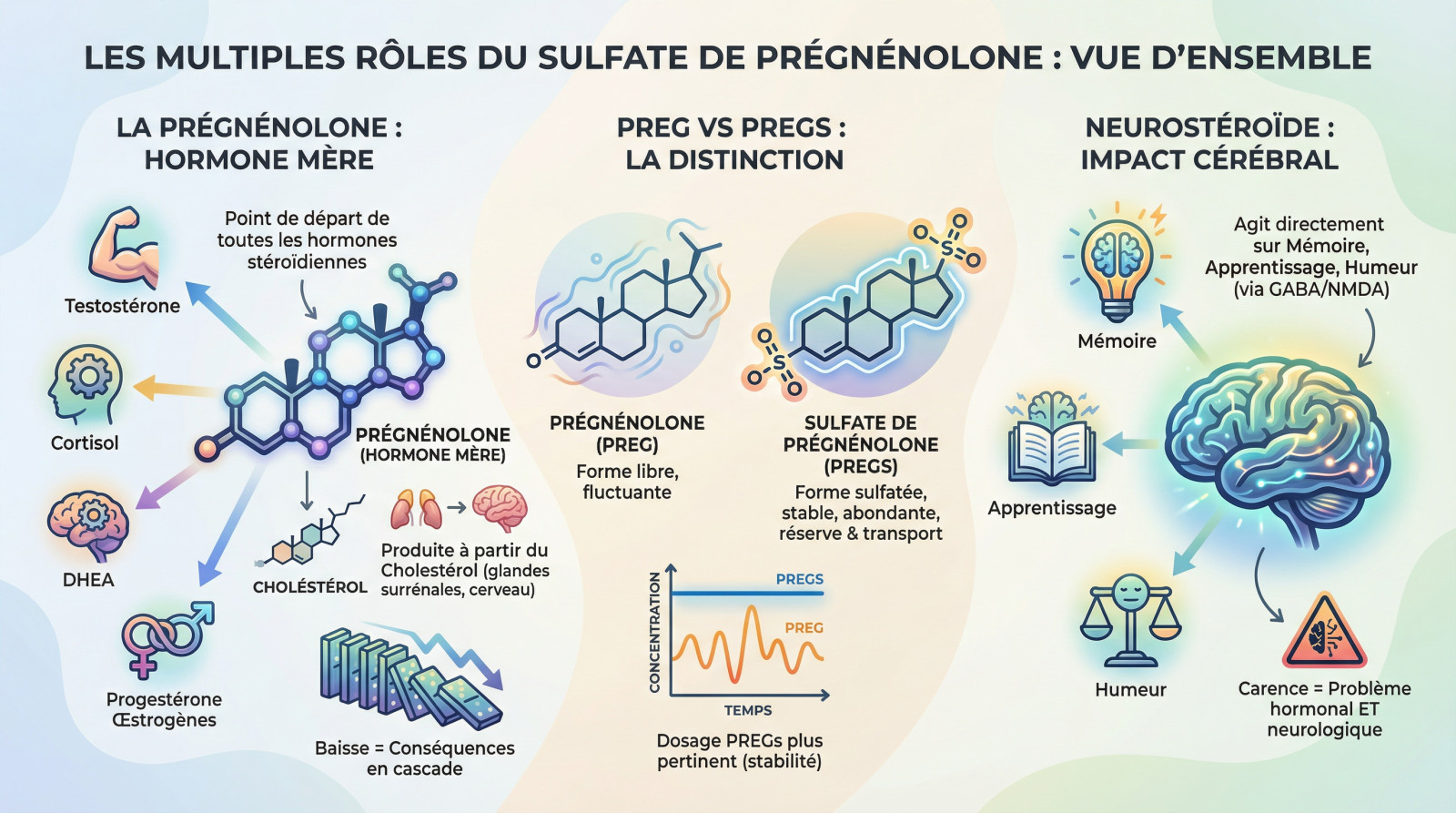 Schéma montrant les rôles multiples du sulfate de prégnénolone sur le cerveau et les hormones